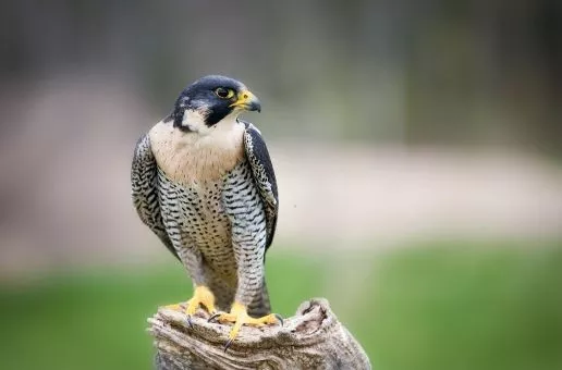 Day 9: High Jura Park — Keep an eye out to spot the wildlife