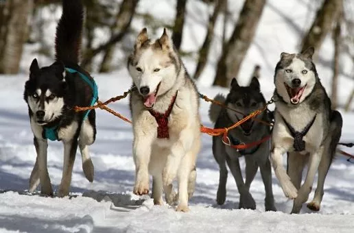 Day 3: Briancon — Befriend huskies