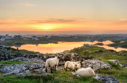 Day 6: Clifden — Royal Day