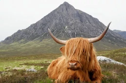Day 13: Edinburgh Airport — Highland Echoes After this journey, you'll find yourself reconnected with nature, having gained a profound
