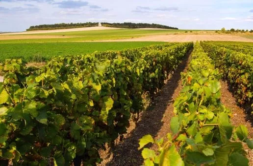 Day 4: Épernay — Champagne Adventure: E-Bike Tour and Tasting