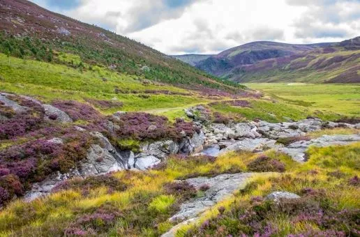 Day 4: Cairngorms National Park — A Brush with Nature
