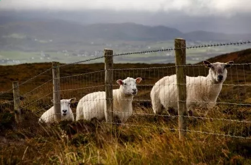 Day 12: Shannon — Slán go fóill