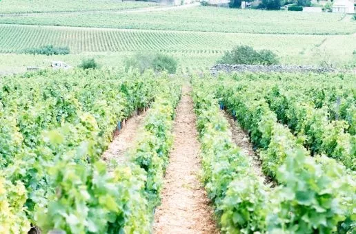 Day 4: Dijon — Vineyards, History & Art