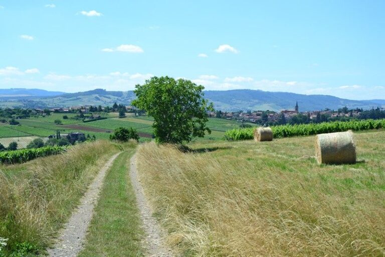Day 2: Pommiers - Chatillon d'Azergues