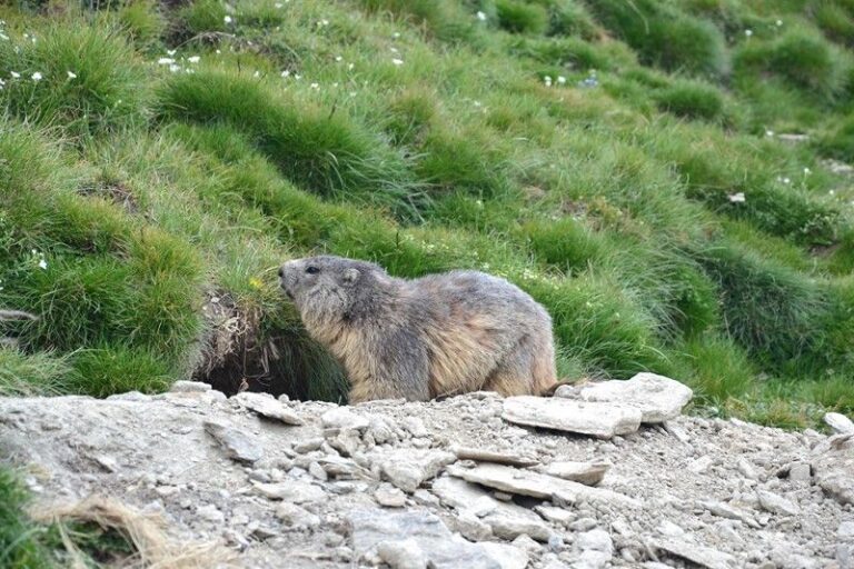Day 7: Val d'Escreins - Ceillac
