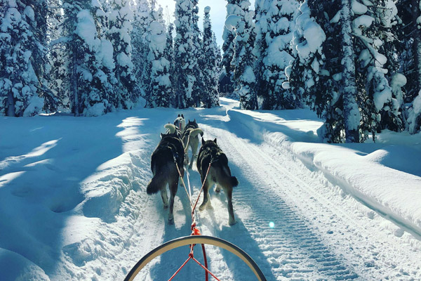 Dog sledding through the snowy landscapes of Swedish Lapland on an Arctic Scandinavia journey
