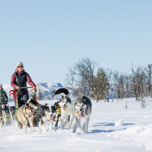 Dog sledding through Gargia Valley in Arctic Norway with High Point Holidays