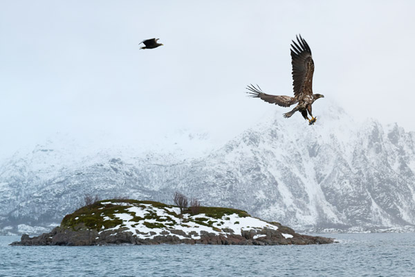 Sea eagle safari in the Lofoten Islands Norway with spectacular coastal views