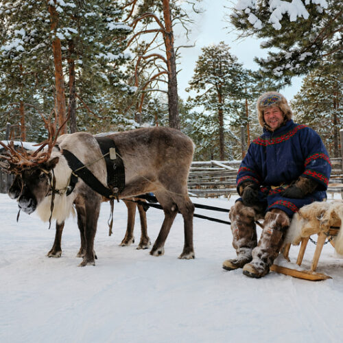 Reindeer and moose experience in Luleå, Swedish Lapland