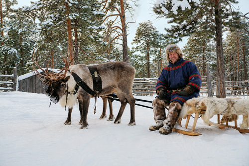 Reindeer and moose experience in Luleå, Swedish Lapland