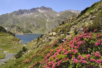 20240209111124_flower_cerdagne