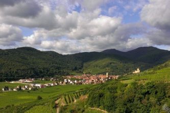 20240209120206_kaysersberg_vines