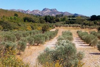 20240209134402_olives_hills_aureille