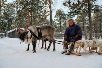 Reindeer and moose experience in Luleå, Swedish Lapland